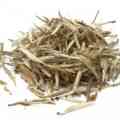 Health Benefits of White Tea